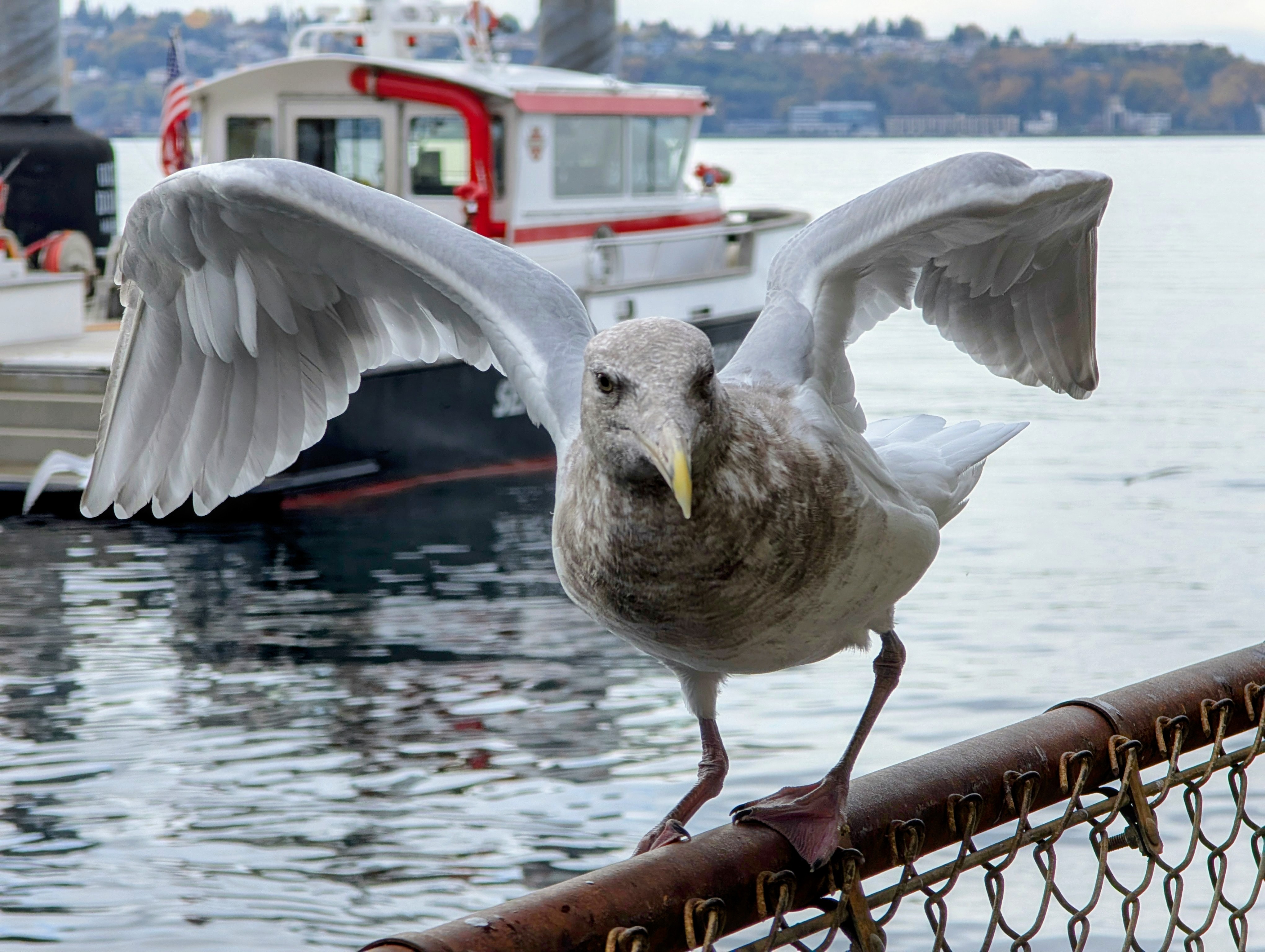 Seagull